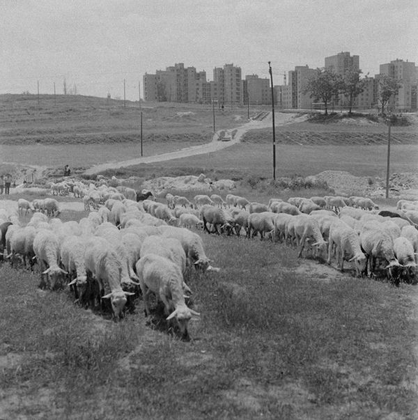 Pastando en Usera (Anónimo)